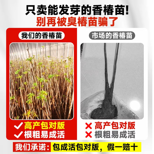食用红油香椿苗地栽正宗矮化红椿树苗北方种植盆栽新鲜香椿芽种子 - 图1