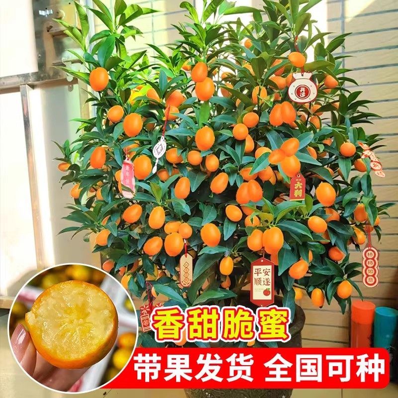 正宗脆皮金桔树盆栽树苗带果可食用客厅四季金桔大树室外庭院果树,淘宝优惠券,粉丝福利购,淘宝优惠卷