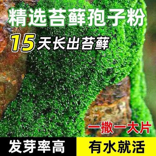苔藓孢子粉四季鲜活青苔绿植短绒吸水石种子微景观盆景造假山草籽 - 图0
