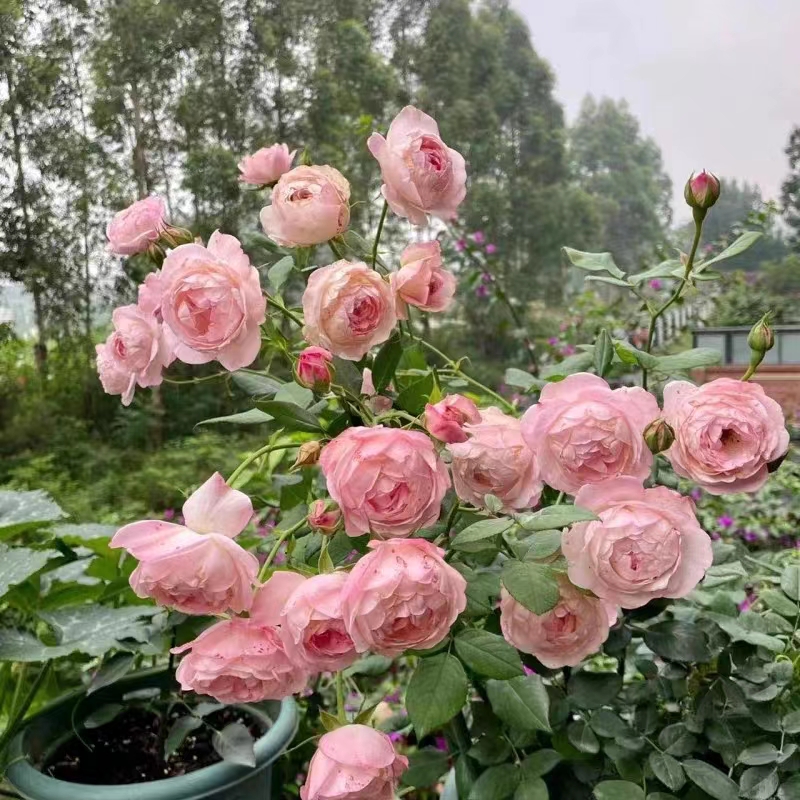 草莓杏仁饼月季花苗多头四季开花勤灌木盆栽阳台庭院耐寒耐旱花卉-图0