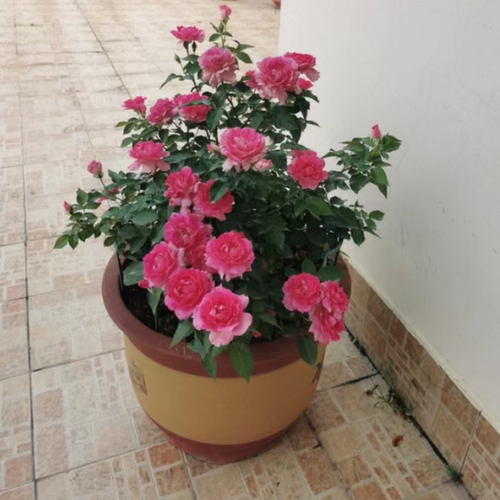 无刺天方夜谭月季灌木大花浓香多头庭院阳台露台花卉盆栽地栽花卉 - 图0