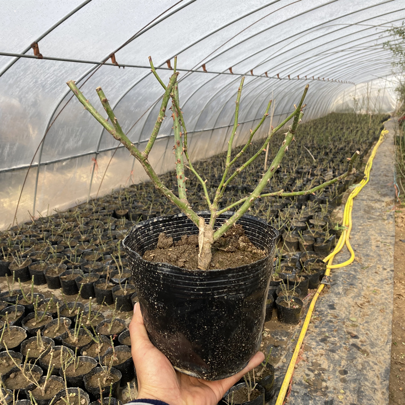 红双喜月季花苗大苗大花浓香品种月季苗阳台庭院绿植盆栽花园花卉-图2