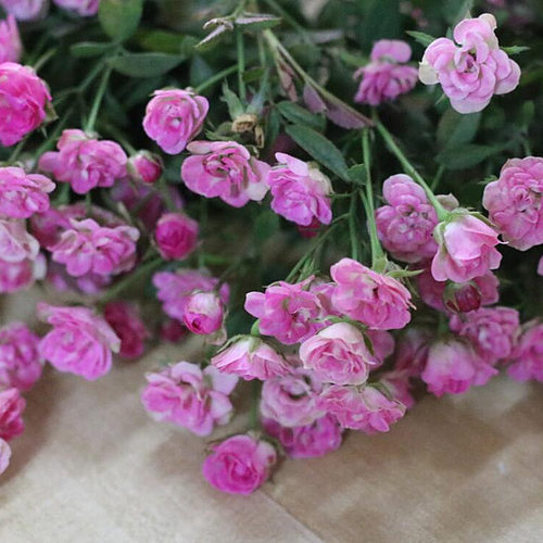 日本超微月季花苗多头多花迷你型玫瑰庭院阳台四季花卉绿植盆载 - 图2