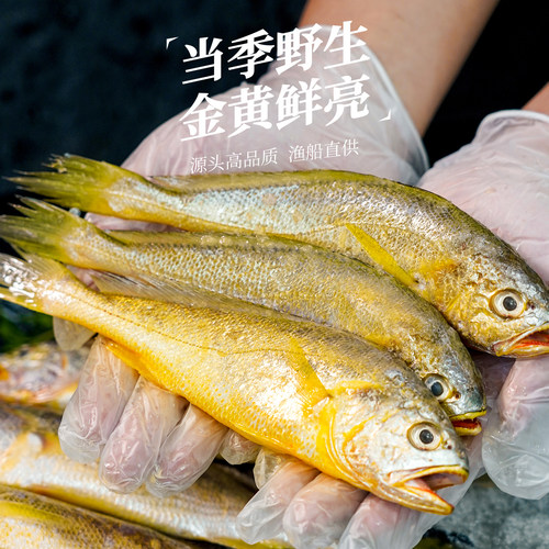 真正舟山小黄鱼新鲜冷冻深海海鲜水产黄花鱼生鲜冰鲜海鱼商用烧烤 - 图1