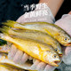 Zhoushan wild small yellow croaker