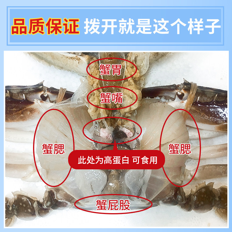 【顺丰空运】舟山鲜活冷冻野生大螃蟹 鲜喜利梭子蟹