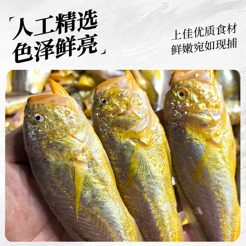 【不含冰衣】舟山新鲜梅童鱼特大梅子鱼大头宝东海宁波鲜活冷冻 - 图2