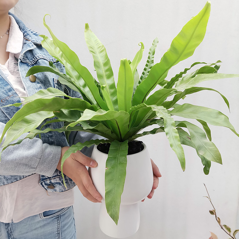 水培植物绿植室内好养四季常青长期懒人植物花卉乔迁送礼花卉植物