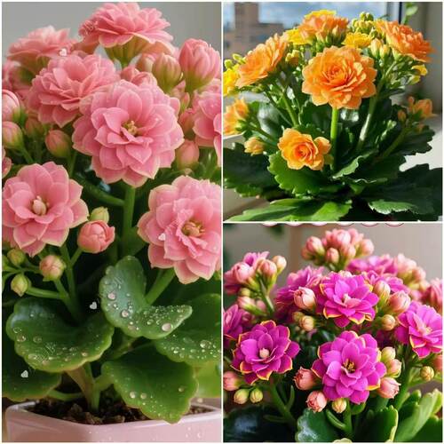 【四季开花】新品长寿花盆栽花卉重瓣大花植物室内绿植带花苞发货 - 图3