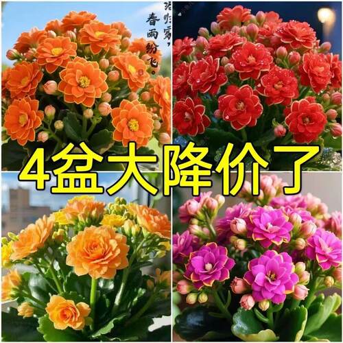 【四季开花】新品长寿花盆栽花卉重瓣大花植物室内绿植带花苞发货 - 图0