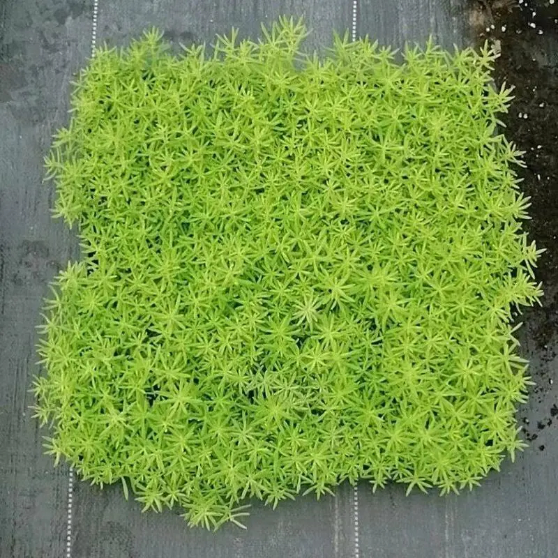 佛甲草苗屋顶绿化草皮坪金叶黄金佛甲草万年草景天过路黄常青植物 - 图1