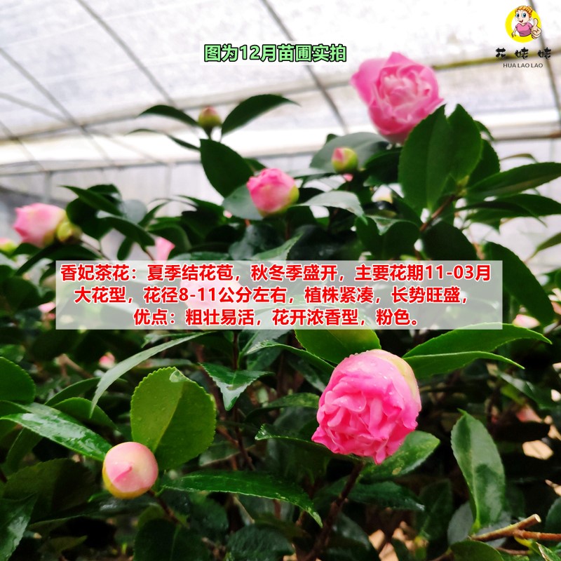 香妃茶花盆栽浓香型山茶花树苗室内庭院花卉好养大棵四季桂花 - 图0