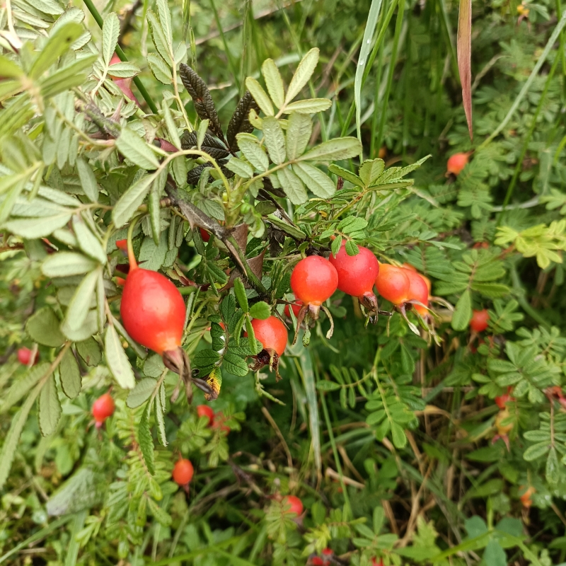 贵州特产时令水果砂糖果沙糖果刺莓果刺梅果端阳果栽秧果糖罐泡酒 - 图3