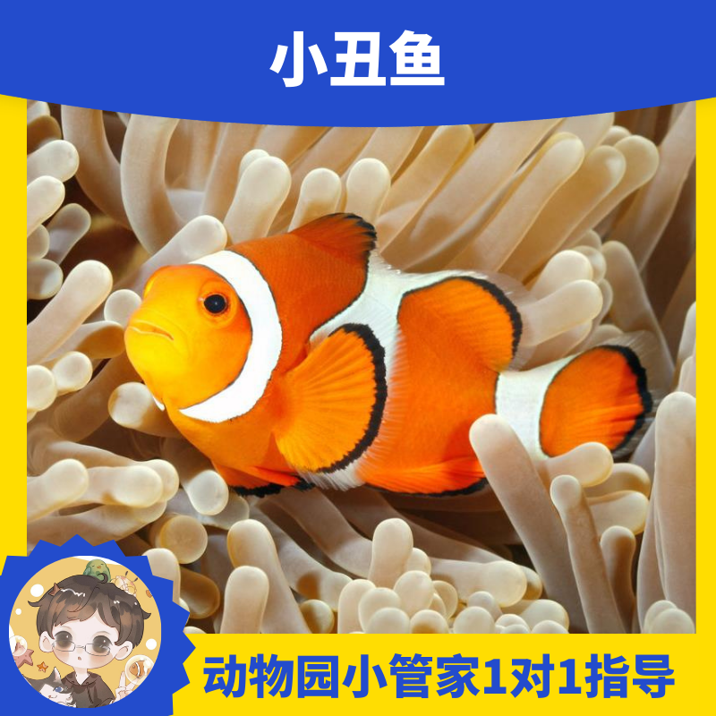 公子小丑尼莫小丑鱼共生活体珊瑚软体珊瑚地毯生物奶嘴海葵入门海 - 图0