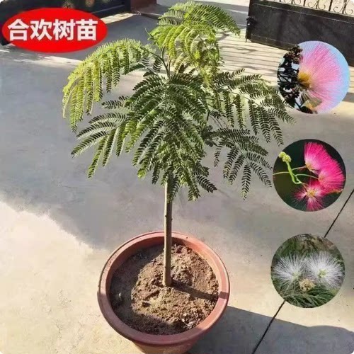 合欢花树苗盆栽绒花树庭院阳台观花植物桌面盆景芙蓉花卉树桩耐寒 - 图2