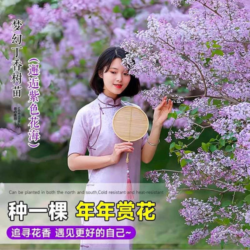 丁香花苗盆栽四季浓香庭院耐寒欧洲丁香花树苗花卉绿植物紫丁香苗 - 图1