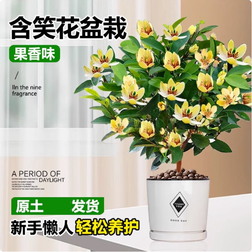 含笑花盆栽盆景浓香花卉绿植物黄花紫红花含笑梅白兰花香蕉花树苗 - 图1