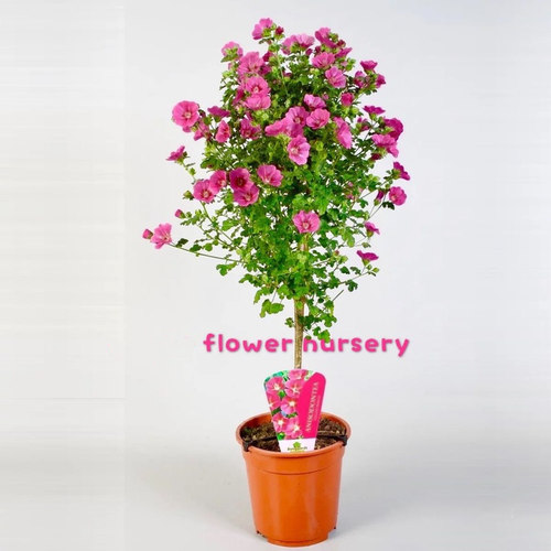 木槿树苗盆栽耐寒耐热庭院绿化重瓣木槿花篱笆苗木棉喇叭花卉绿植 - 图3