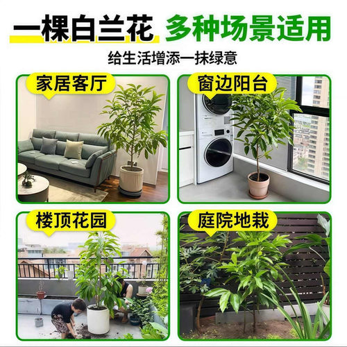浓香花卉白兰花盆栽花苗白兰苗缅桂花黄兰办公室内客厅大型绿植物 - 图3