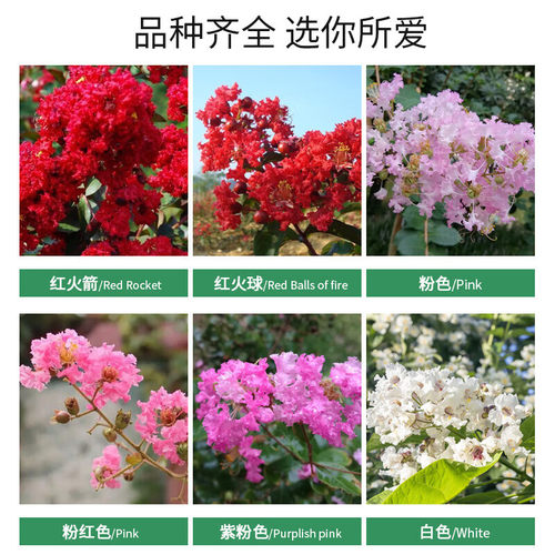 紫薇花树苗盆栽红花紫薇苗美国红火箭百日红庭院花卉植物绿化苗木 - 图2