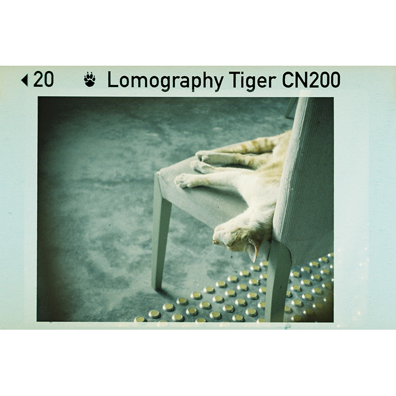 Lomography乐魔 Tiger CN ISO 200 110 彩色负片胶卷 - 图2