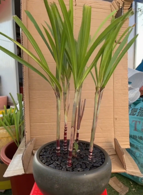 迷你小甘蔗盆栽有节微型盆栽甘蔗客厅装饰绿植创意新款2025摆件