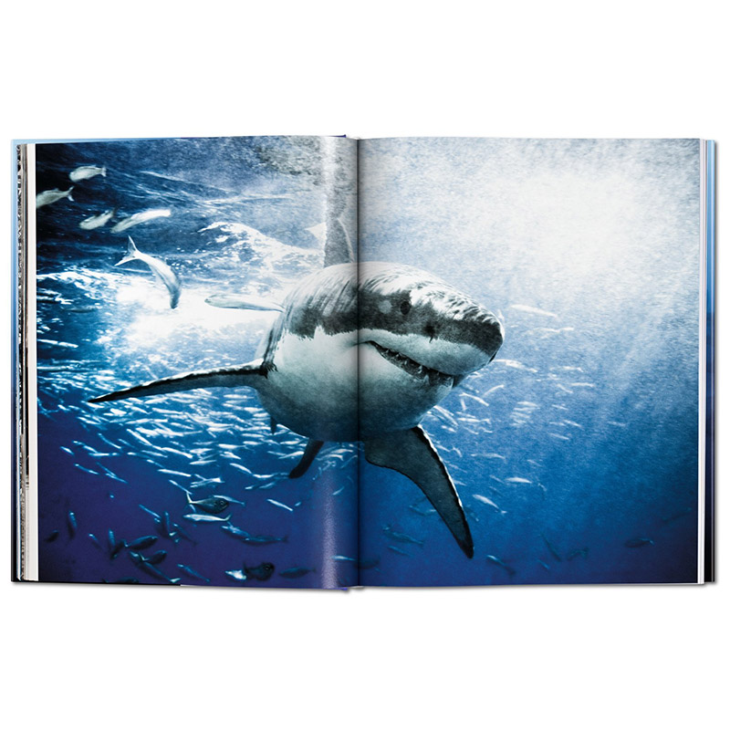 【现货】TASCHEN Michael Muller: Sharks迈克尔·穆勒：鲨鱼绘画艺术书籍作品画册集进口原版图书包邮-图0