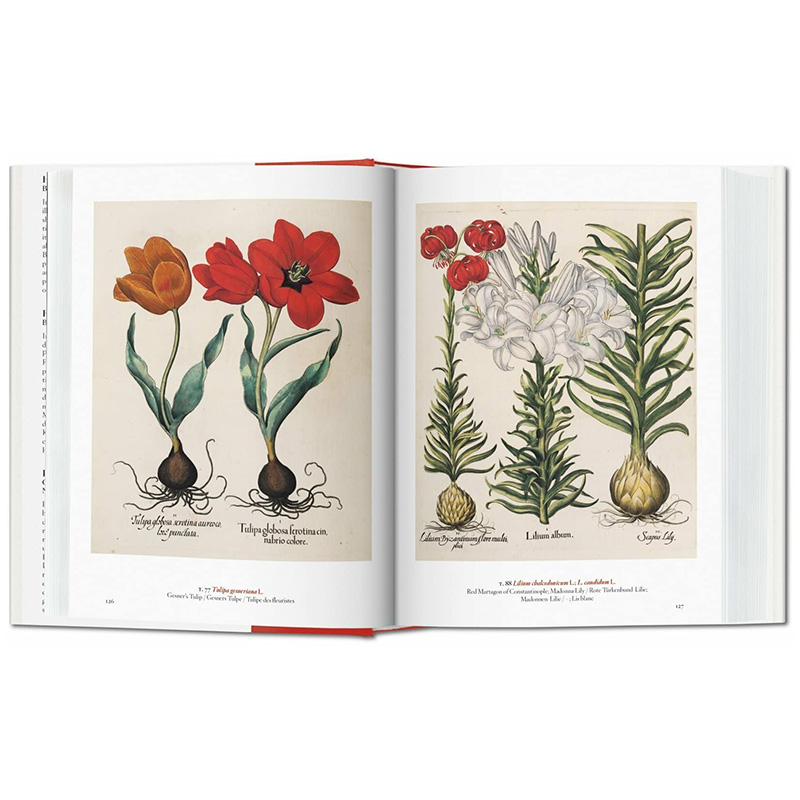 【现货】TASCHEN伊甸园：植物插图杰作 A Garden Eden. Masterpieces of Botanical Illustration 英文花卉插画原画设定集原版书籍 - 图1