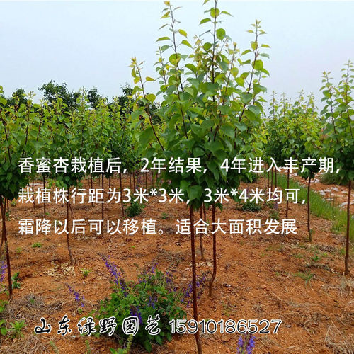 荷兰香蜜杏树苗杏子树苗香庭院南方北方特大甜新品种杏树嫁接苗 - 图2