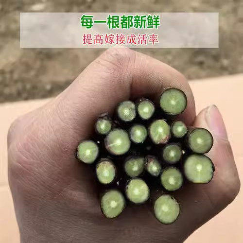 枣树树嫁接枝条沾化冬枣码子新品种脆甜枣子接穗现剪现发新鲜 - 图3