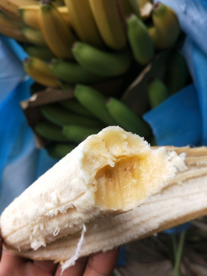 云南高山香蕉当季新鲜水果气泡柱精选装熟屏边banana整箱10斤包邮 - 图0