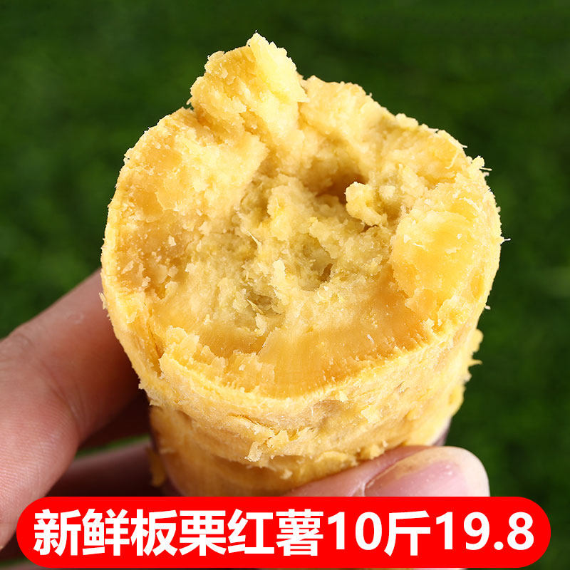 广东沙地新鲜农家自粉糯板栗红薯 鲜乐意番薯
