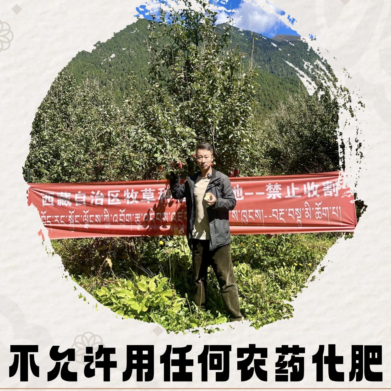 西藏林芝丑苹果海拔2900米高原生态种植甜脆2025水果新鲜当季,淘宝优惠券,粉丝福利购,淘宝优惠卷