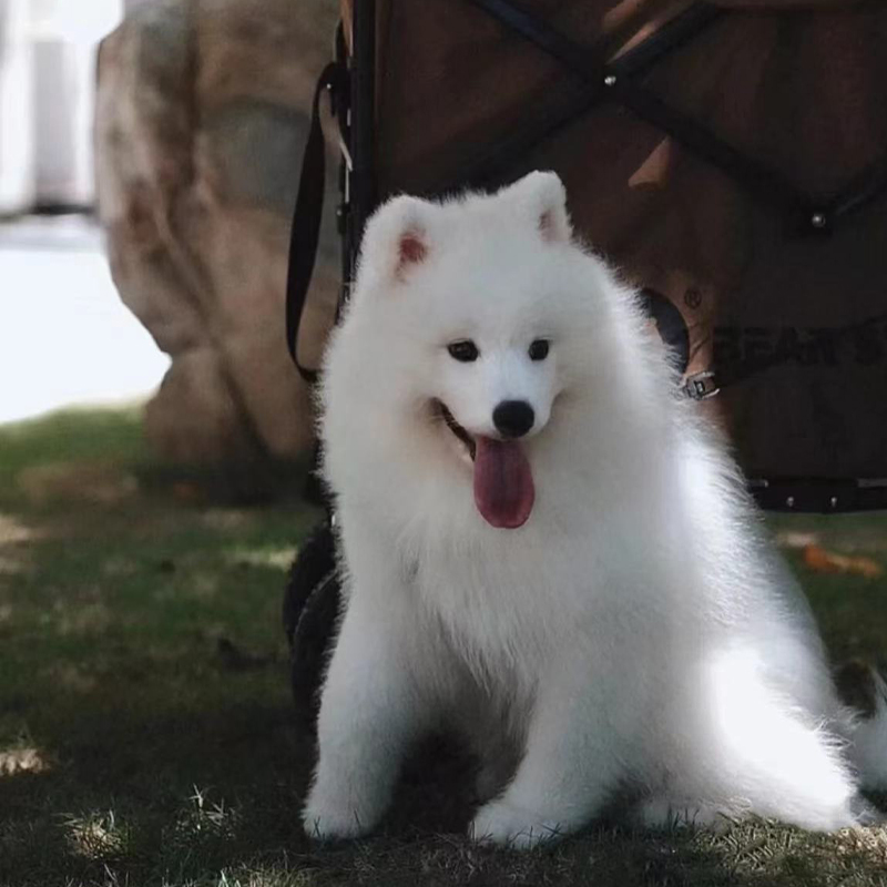 【福建犬舍】纯种萨摩耶幼犬熊版幼犬微笑天使大型犬活体宠物狗狗 - 图1