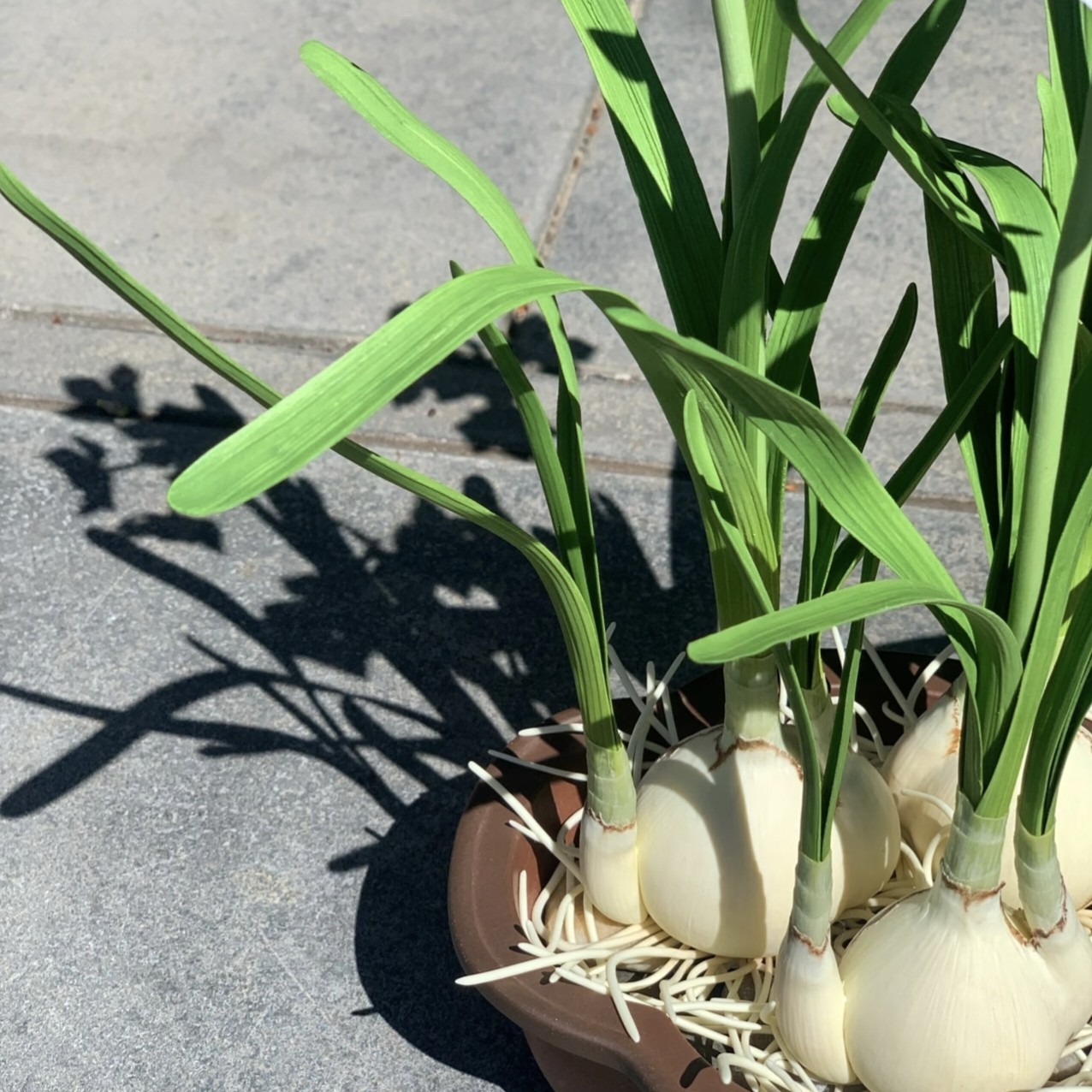 不参与拼单【年宵花】水培水仙花种球冬季开花绿植花卉好开好养,淘宝优惠券,粉丝福利购,淘宝优惠卷
