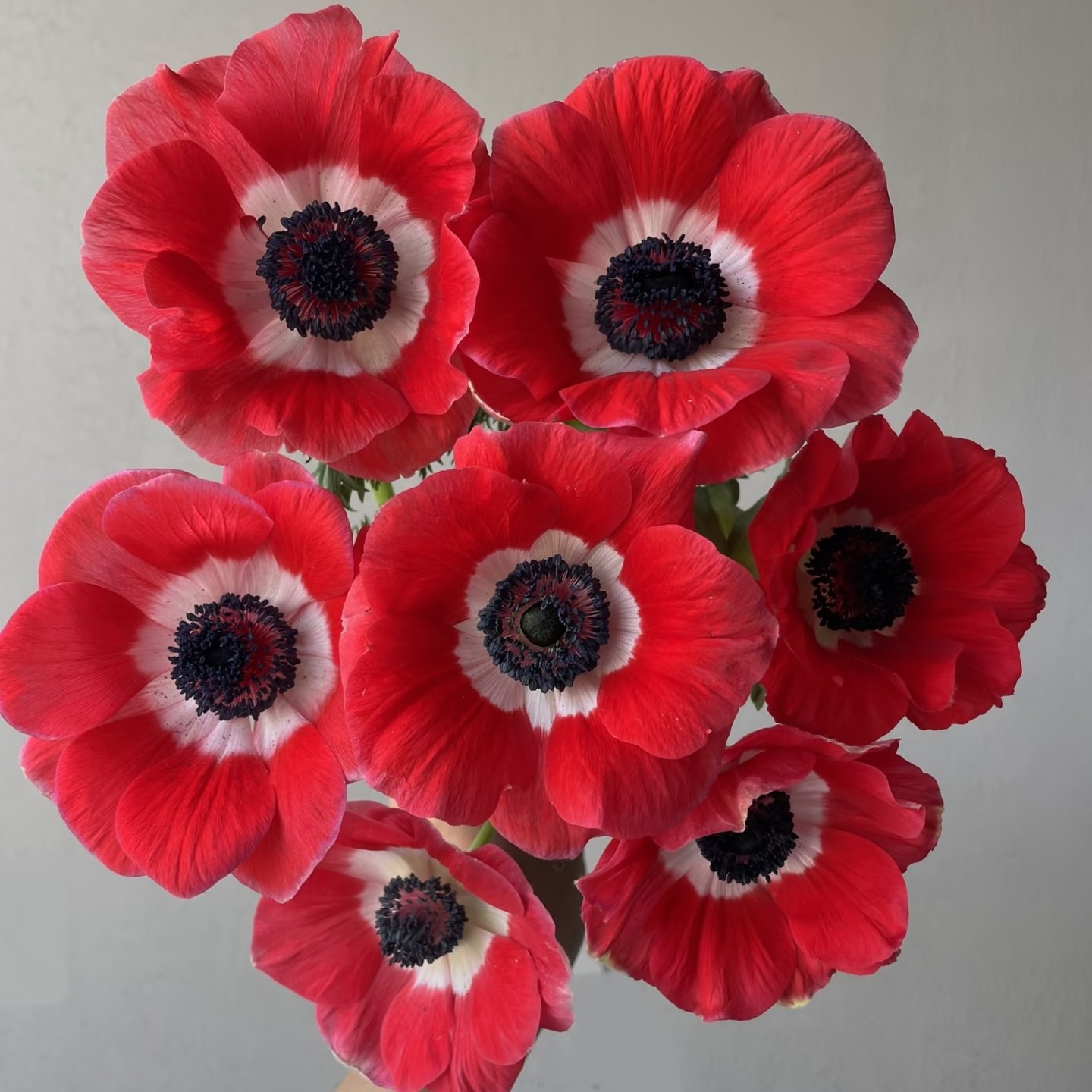 【云舍臻选】红色银莲花一扎 任意组合两单或以上包邮,淘宝优惠券,粉丝福利购,淘宝优惠卷