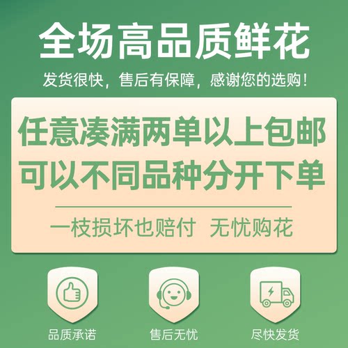 【云舍臻选】百合盲盒随机2份百合 一单也包邮盲盒鲜花 - 图1