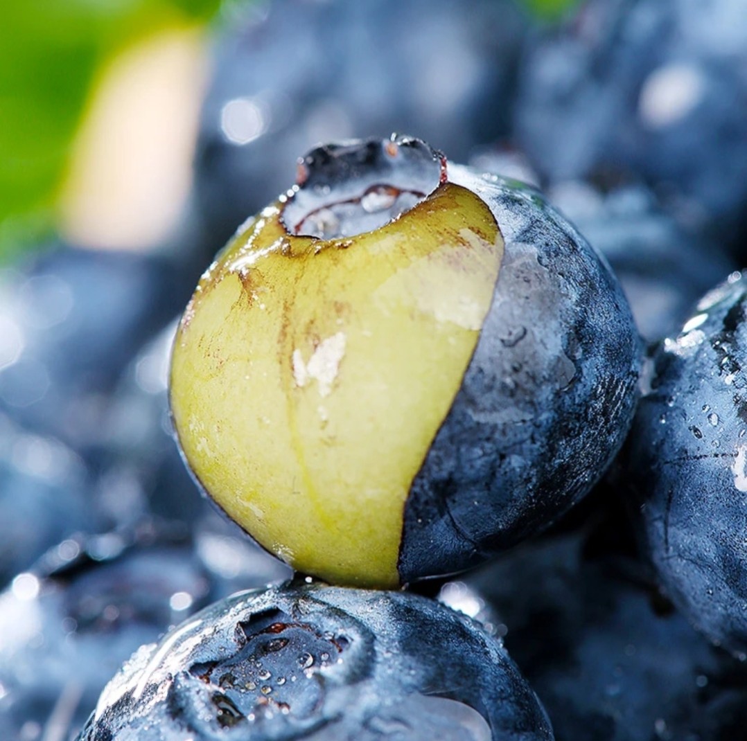 当季水果【云南花香蓝莓】顺丰京东特快包邮头茬上市产地新鲜直发,淘宝优惠券,粉丝福利购,淘宝优惠卷