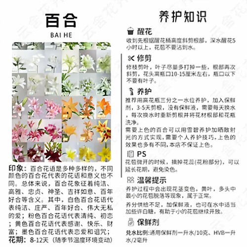 【云舍臻选】百合盲盒随机2份百合 一单也包邮盲盒鲜花 - 图0