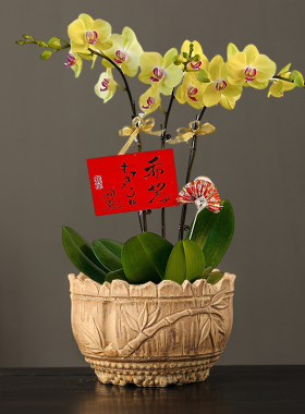 特价清仓花盆陶瓷送托盘大号特大号吊兰蝴蝶兰绿植树桩多肉花盆