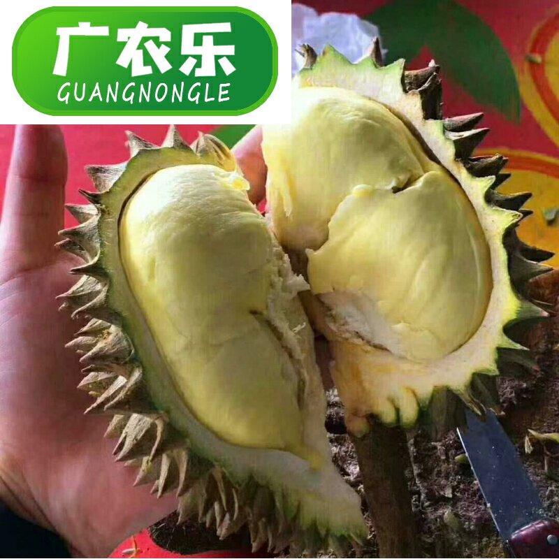  广农乐榴莲