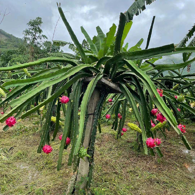 贵州罗甸当季产地现摘现发新鲜红心火龙果鲜果水果大果2500g包邮 - 图1