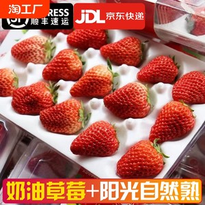 官方国货甄选 大凉山奶油草莓3斤（单果约15-20g）