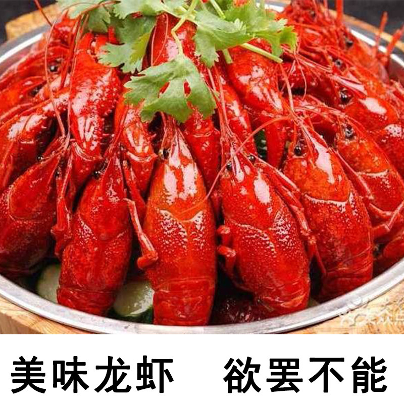 3斤包邮新鲜小龙虾生鲜水产体冰虾 奇愿活虾