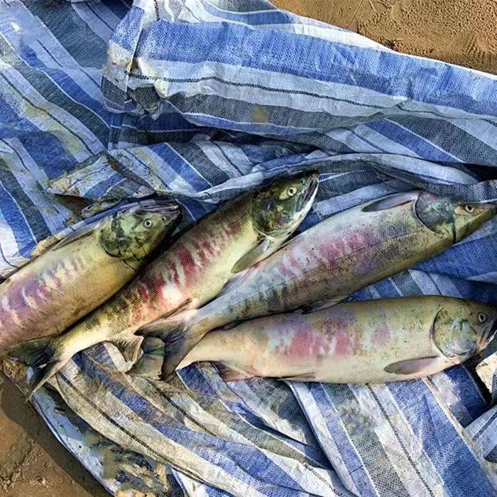 咸大马哈鱼新鱼整条腌制红肉马哈鱼东北黑龙江抚远特产纯江鱼咸鱼