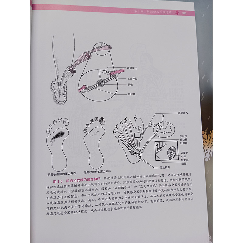 基于生物力学的无伤跑法 第2版 调整跑步形式和进行特定的练习提高肌腱弹性 身体有效吸收这些力量并且以弹性反冲形式储存这些力量 - 图1