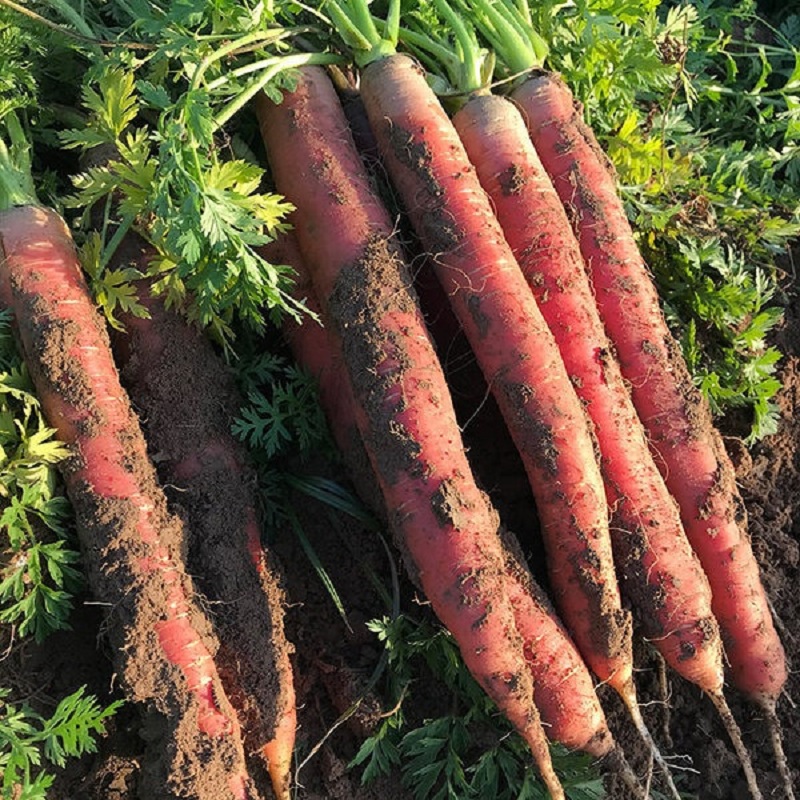 陕西沙地水果红萝卜红皮红心带泥新鲜脆甜沙窝生吃即食胡萝卜蔬菜 - 图2