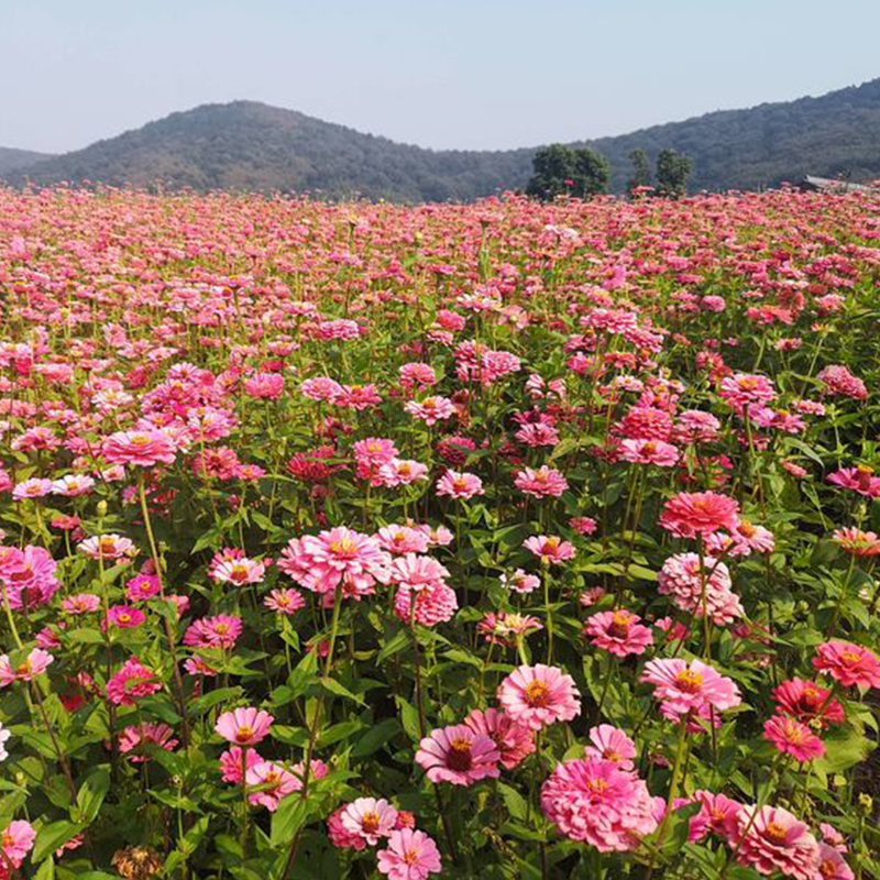 百日草种子大花重瓣四季百日菊种子波斯菊野花组合花种籽易活花海