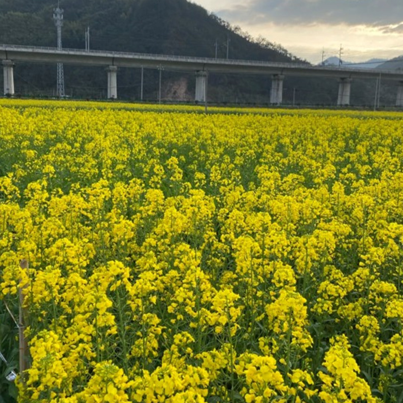 观赏油菜花种子高产榨油油菜籽四季易种耐热耐旱花种籽子易活花籽 - 图2