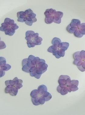 重瓣滴胶植物标本手工灯干花包